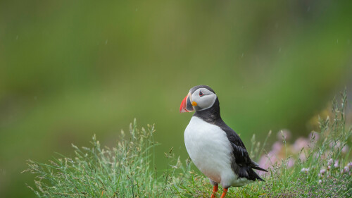 AtlanticPuffin