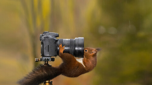 CameraSquirrel
