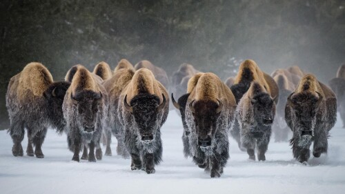 BisonSnow