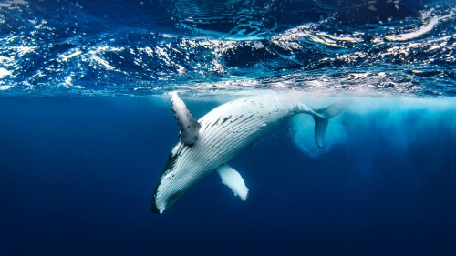 PlayfulHumpback