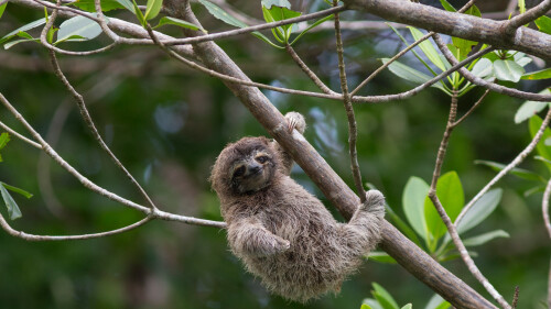 PygmySloth