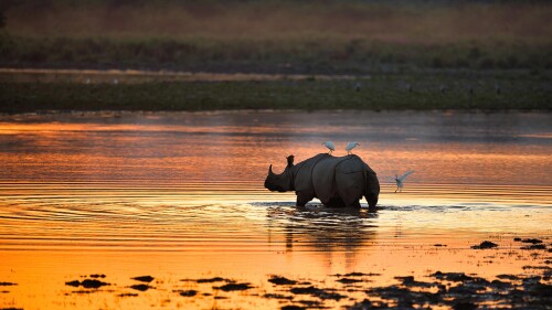 RhinocerosIndia