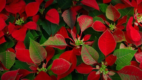 PoinsettiaDay