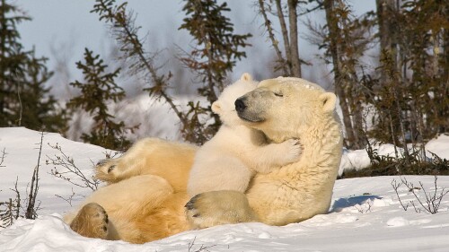 PolarBearHug