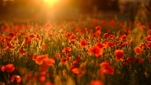 PoppyField