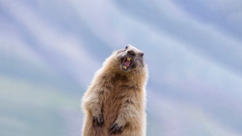 GHDMarmot 1920x1080