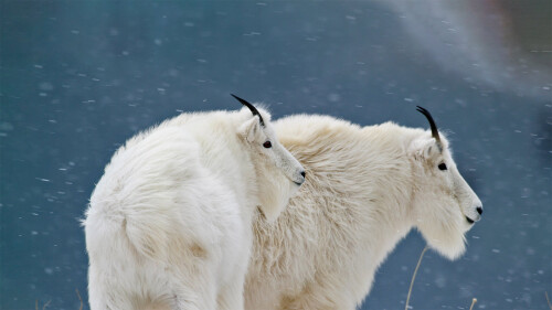 GlacierGoats
