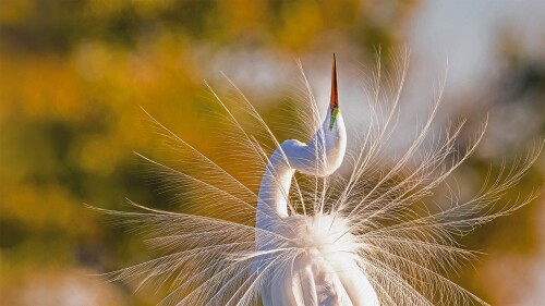 GreatEgret