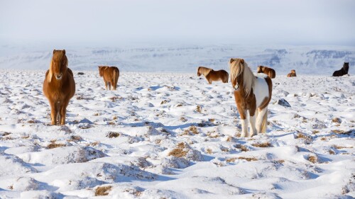 IcelandHorses