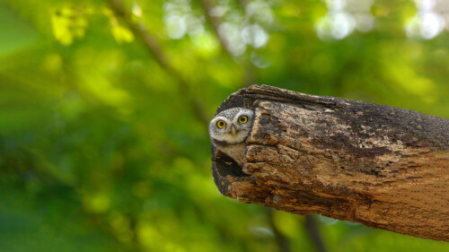 SpottedOwlet