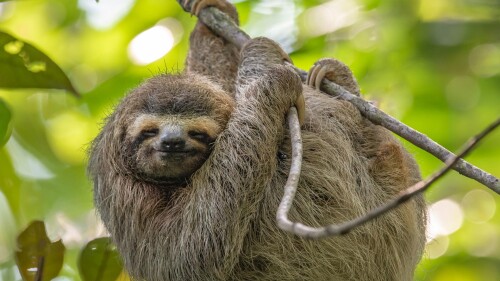 SmilingSloth