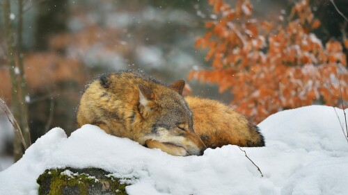 SleepyWolf