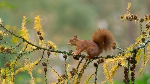 SquirrelNetherlands