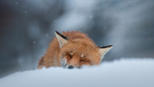 SleepingFox