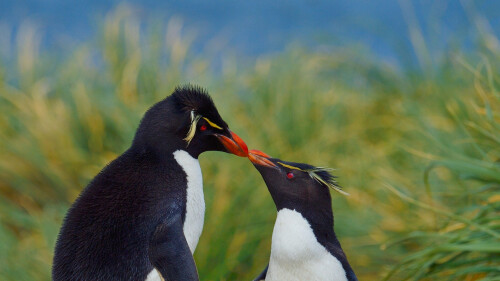 KissingPenguins