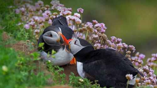 KissingPuffins