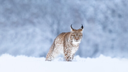 LynxSnow
