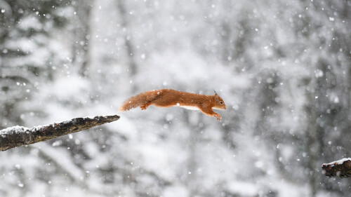 LeapingSquirrel