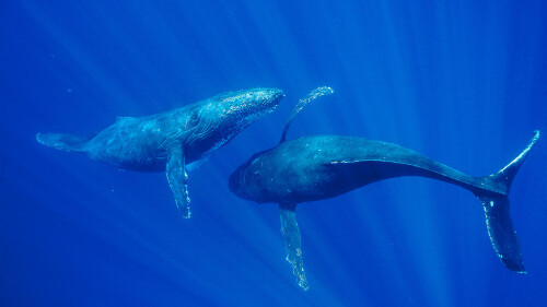 MauiWhale