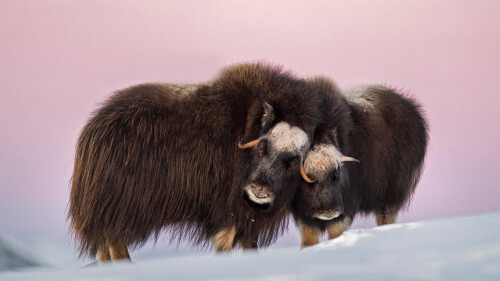 NorwayMuskox