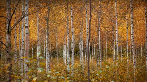 NorwayBirch