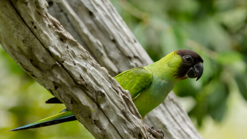 NandayParakeet